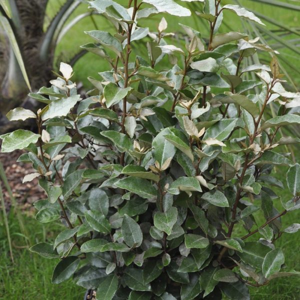 ELEAGNUS EBBENGEI COMPACTA C3L 40/60