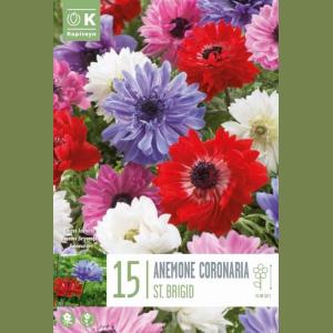 ANEMONE ST BRIGID 6/7 X15PICASSO 14/16 X1