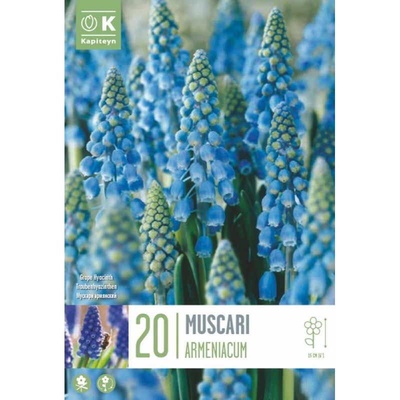 MUSCARI ARMENIACUM BLUE SPIKE X20 CAL 7/8