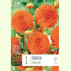 DAHLIA BANTLING X1