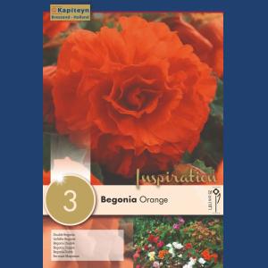 BEGONIA DOUBLE ORANGE 5/6 X3