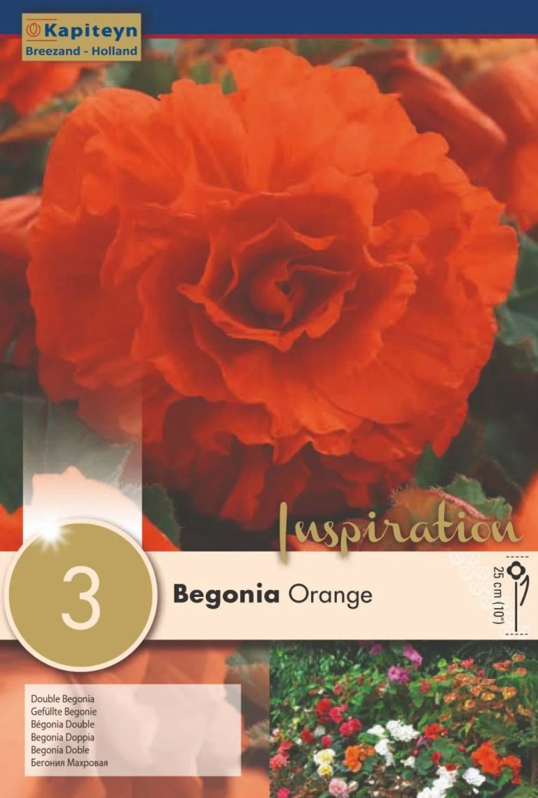 BEGONIA DOUBLE ORANGE 5/6 X3