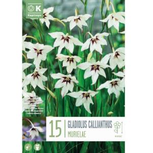 GLAIEUL CALLIANTHUS 6/8 X15