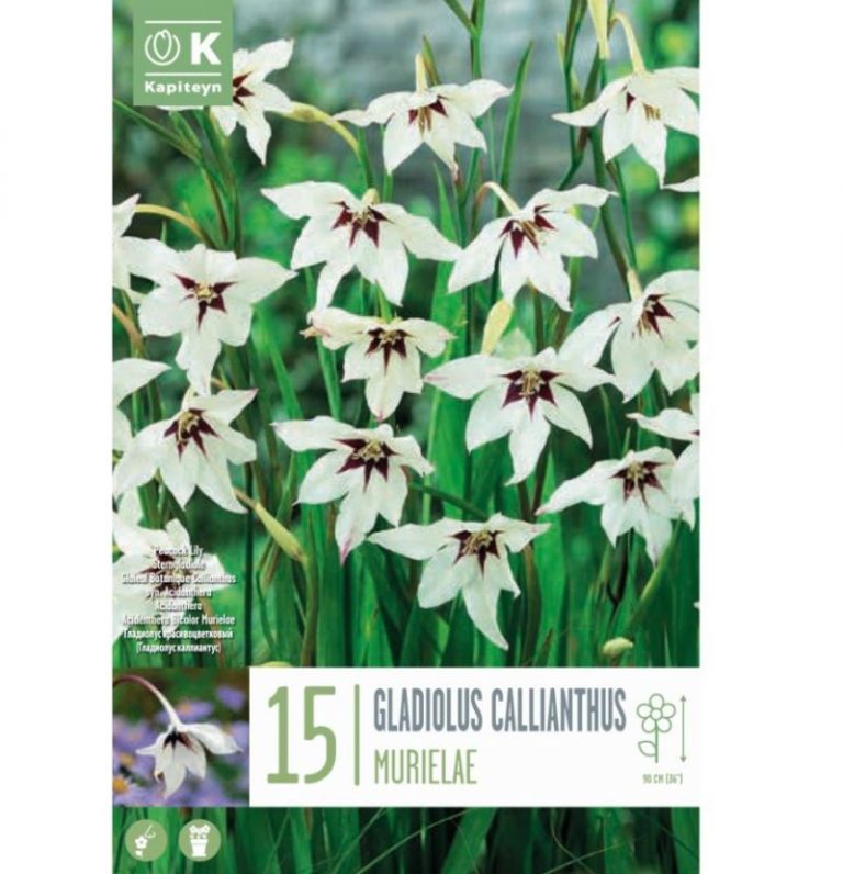 GLAIEUL CALLIANTHUS 6/8 X15