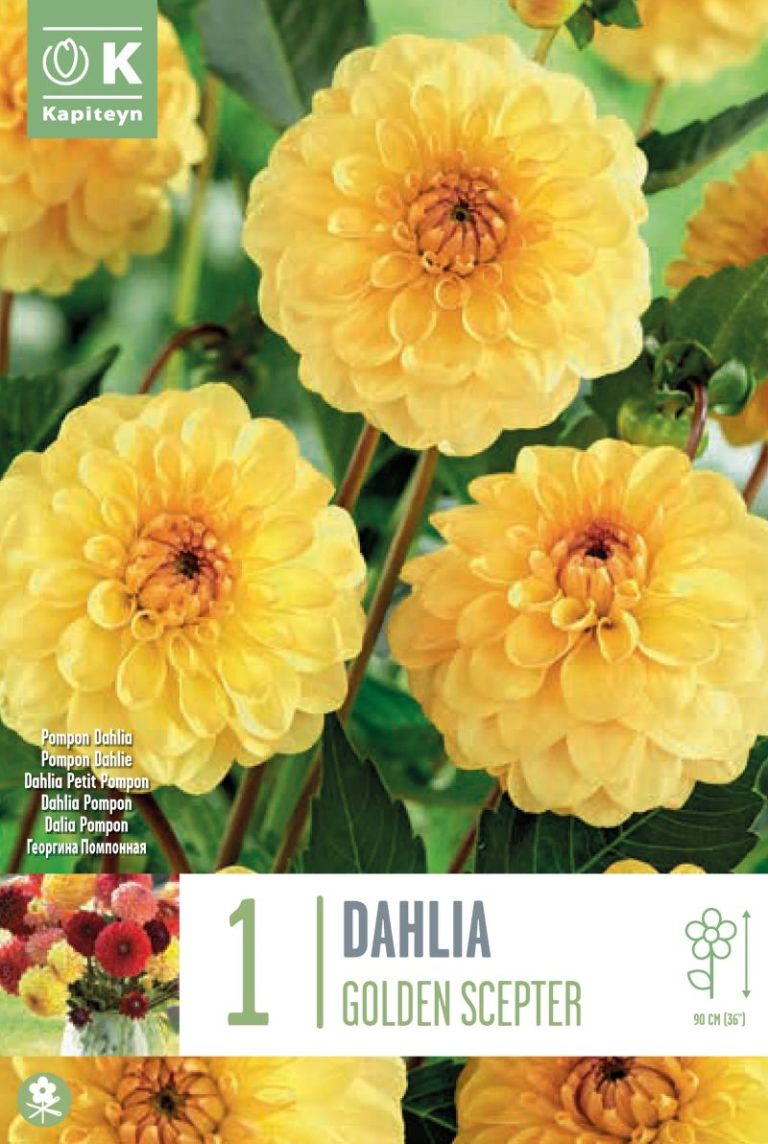 DAHLIA POMPON GOLDEN SCEPTER X1