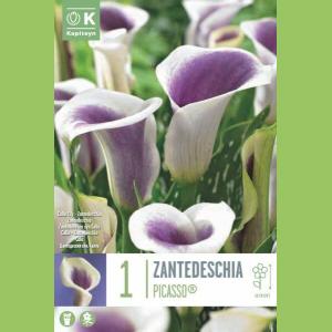 ZANTEDESCHIA PICASSO 14/16 X1