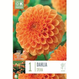 DAHLIA SYLVIA X1
