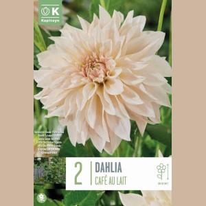 DAHLIA CAFE AU LAIT X2