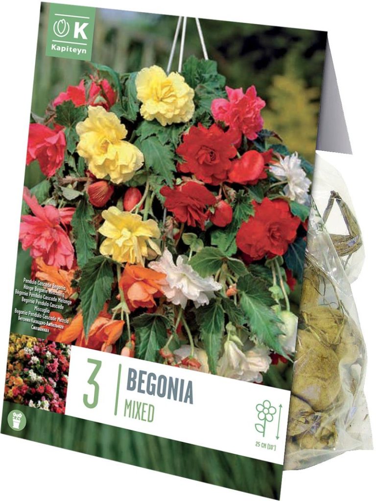 BEGONIA PENDULA CASCADE COULEURS MIXTES 5/6 X3