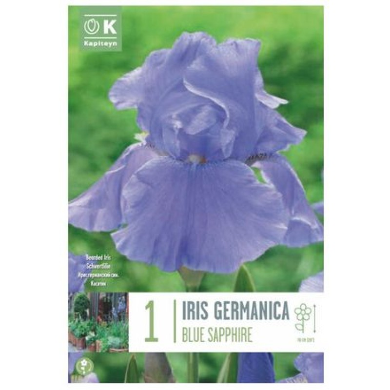 IRIS GERMANICA BLUE SAPPHIRE X1