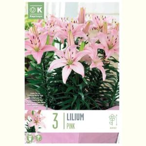 LILIUM PIXIE PINK 14/16 X3