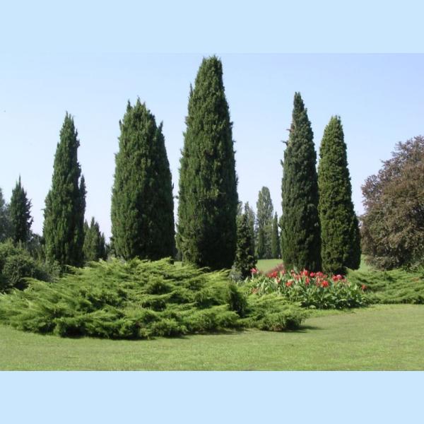 CUPRESSUS SEMPERVIRENS TOTEM C10-12L 100/125