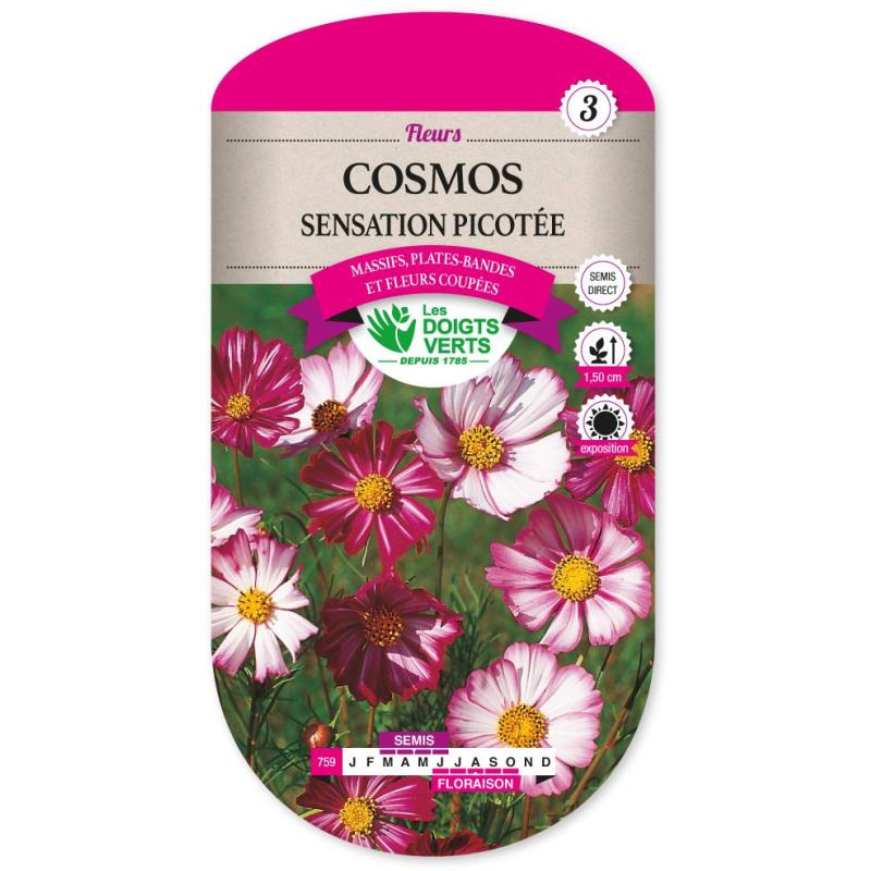 COSMOS SENSATION PICOTEE