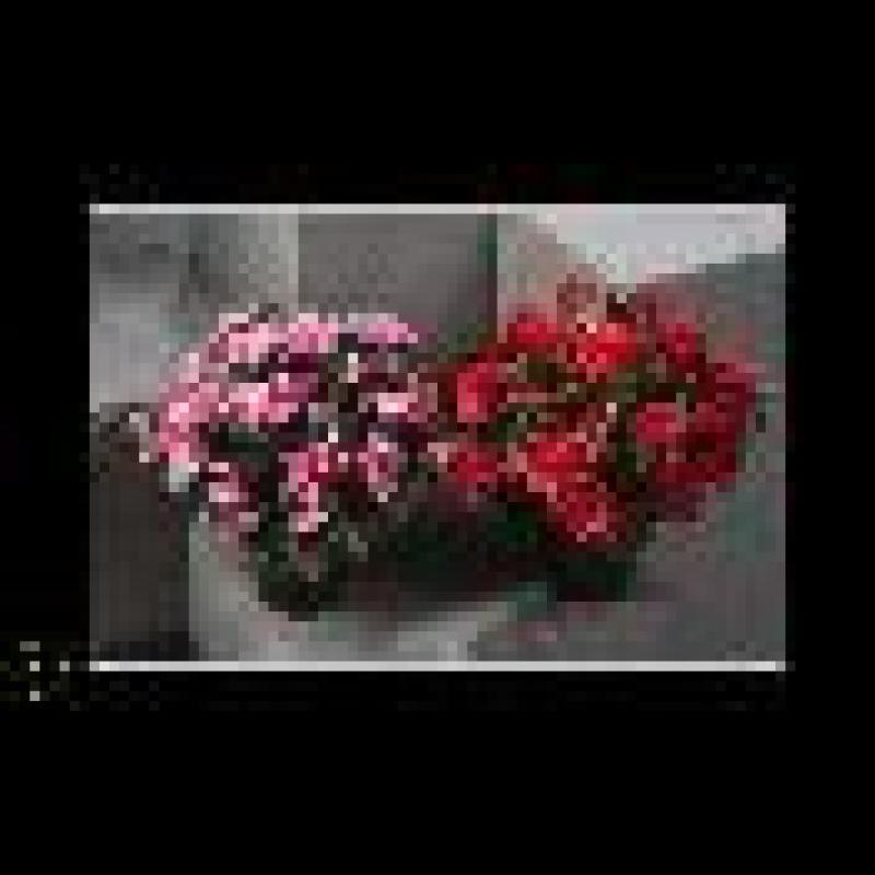 POT AZALEE H33X32CM