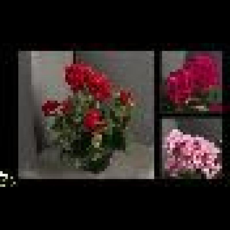 POT GERANIUM 34 CM