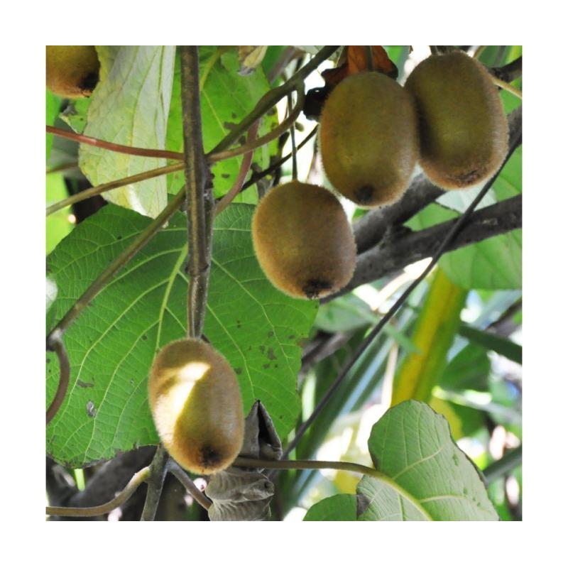 KIWI ACTINIDIA DELICIOSA TOMURI MALE C3L