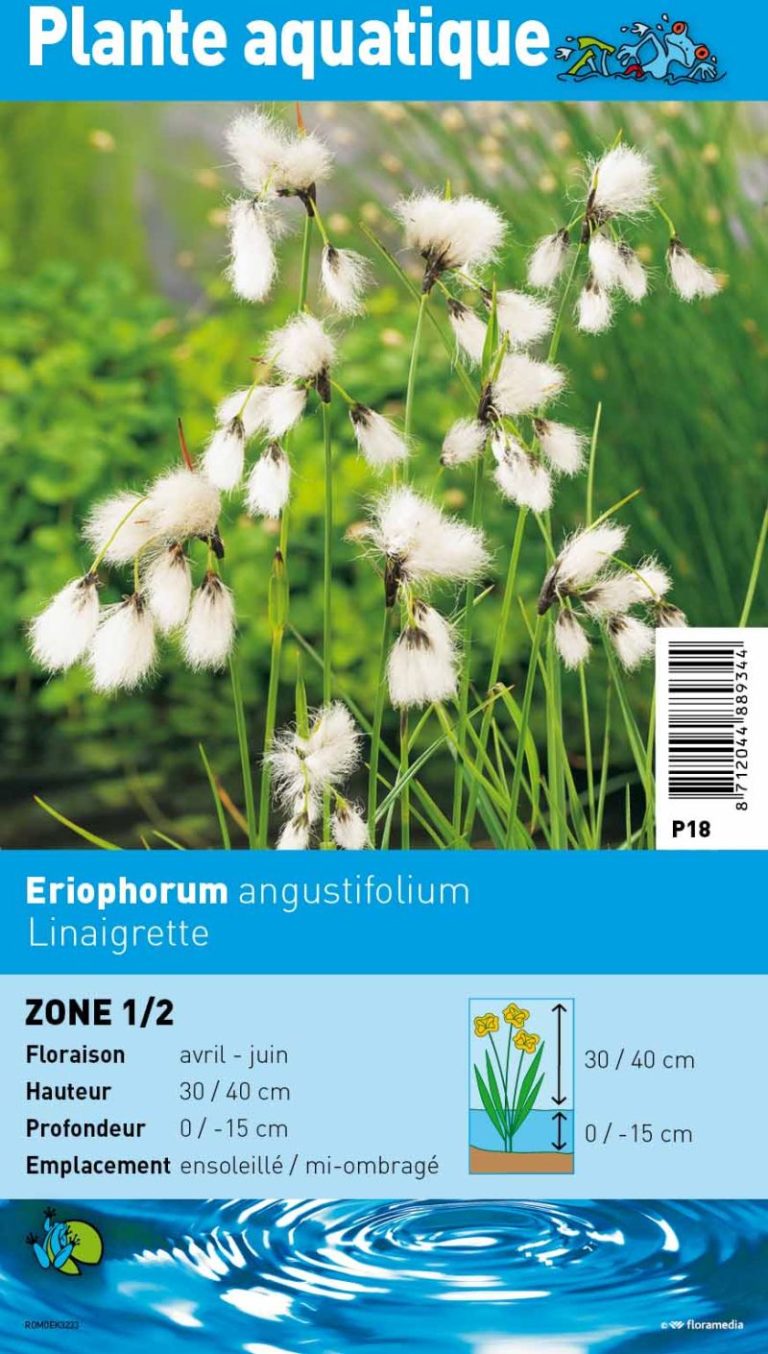 ERIOPHORUM ANGUSTIFOLIUM POT 9CM