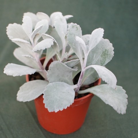 KALANCHOE CARNAVAL EN COUPE ZINC 21CM