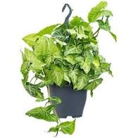 SYNGONIUM POT 19CM