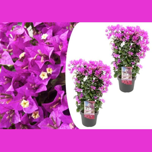 BOUGAINVILLIER SANDERIANA POT 19CM