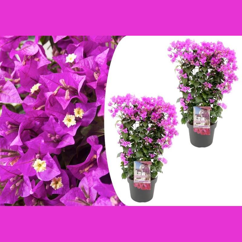 BOUGAINVILLIER SANDERIANA POT 19CM