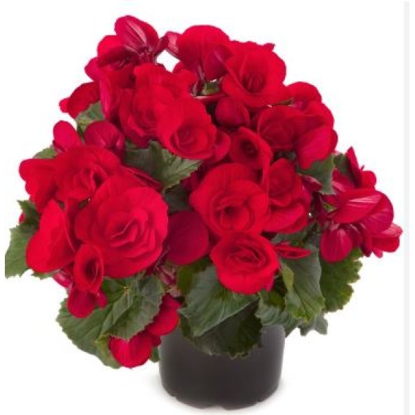 BEGONIA ROUGE POT 14CM