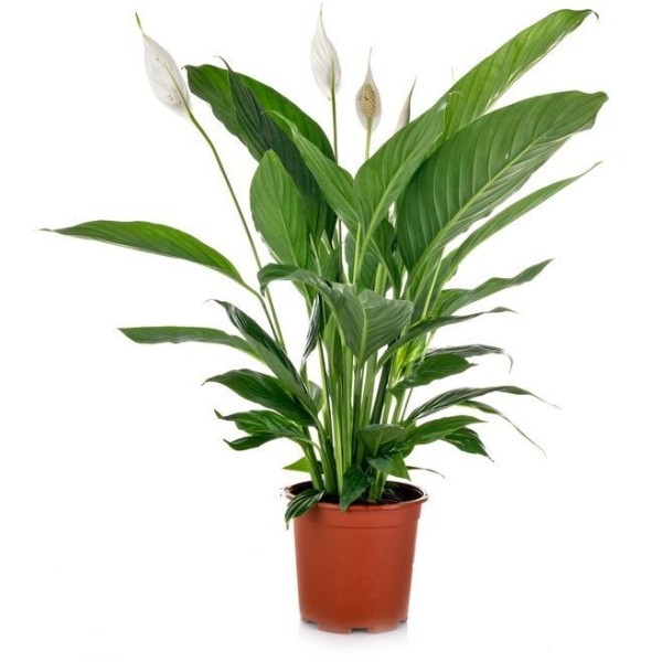 SPATHIPHYLLUM POT 17CM