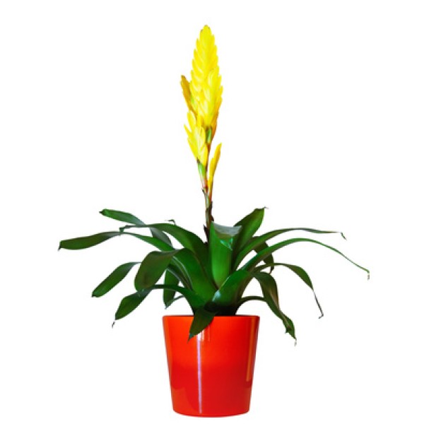 VRIESEA ELAN 3PP POT 13CM