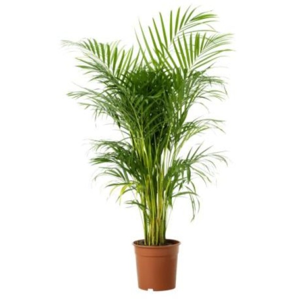 ARECA LUTESCENS POT 17 CM