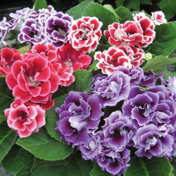 GLOXINIA SINNINGIA SONATA POT 13CM