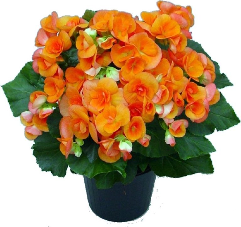 BEGONIA ELATIOR XL POT 14CM