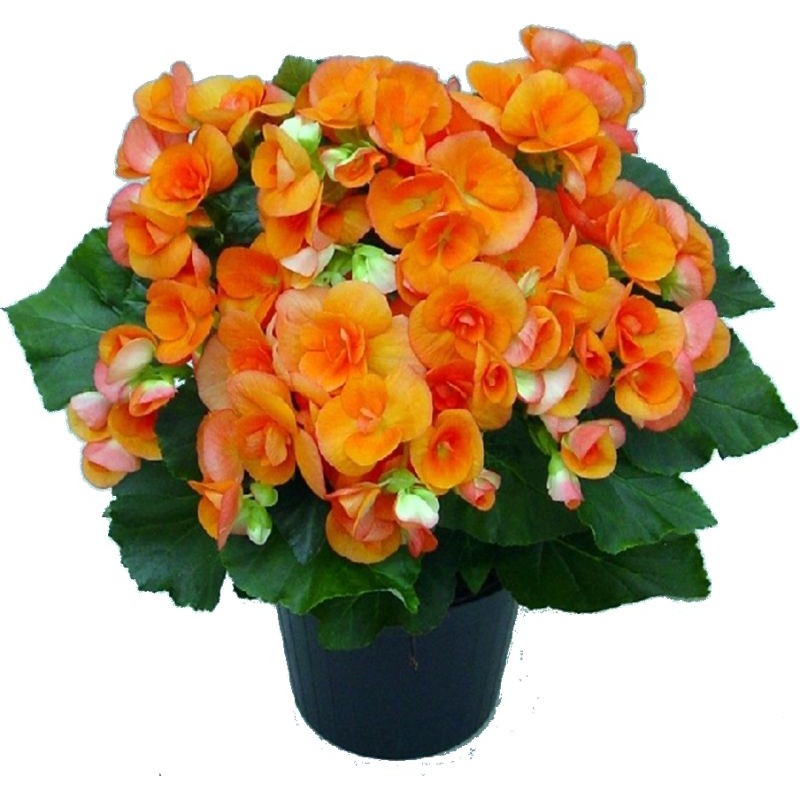 BEGONIA ELATIOR XL POT 14CM