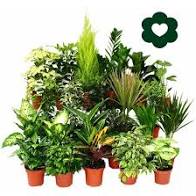 PLANTE VERTE VARIE POT 7CM