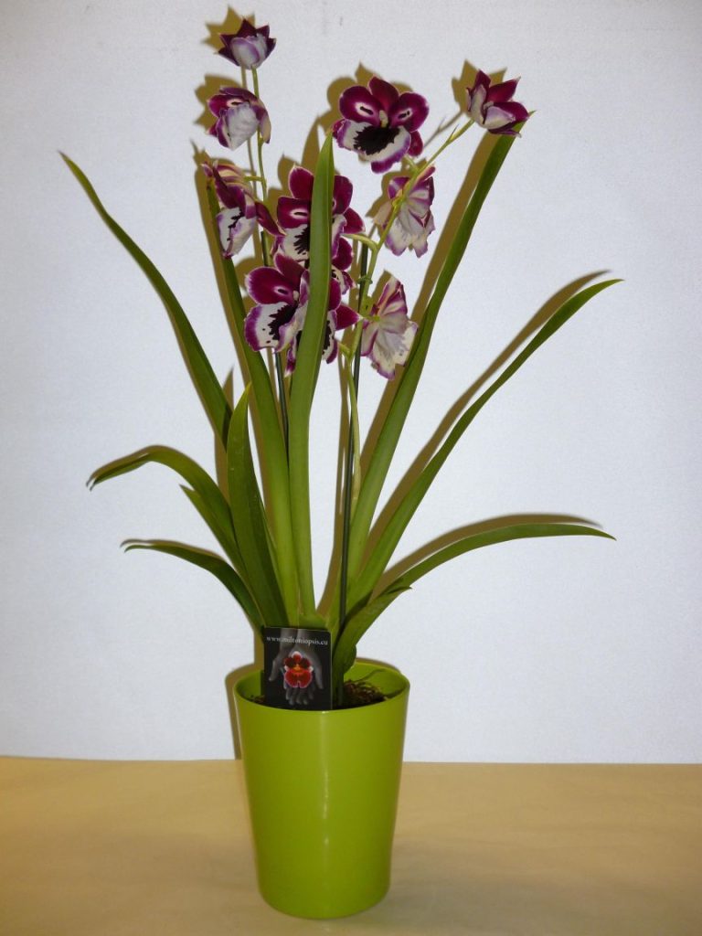 MILTONIA 2 TIGES POT 12CM