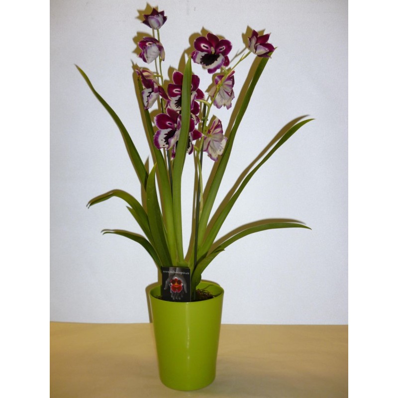 MILTONIA 2 TIGES POT 12CM