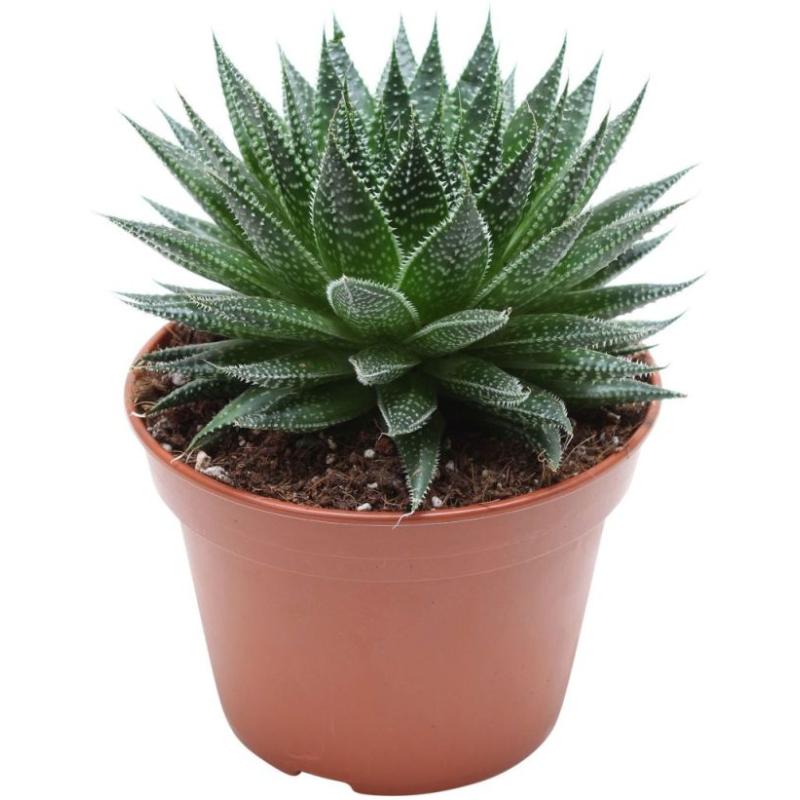 HAWORTHIA POT 5.5 CM