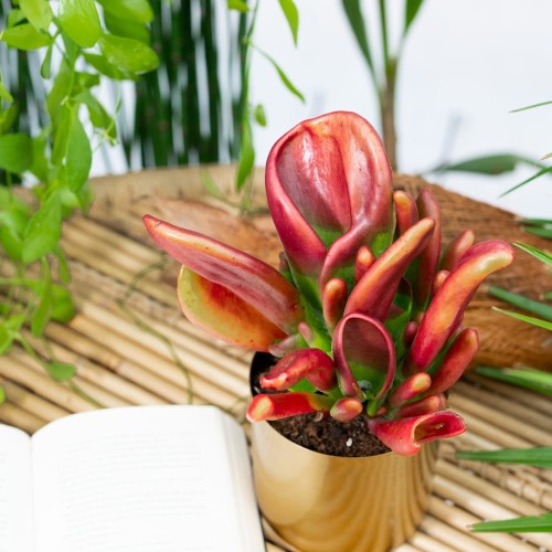 KALANCHOE THYRSIFLORA 15L