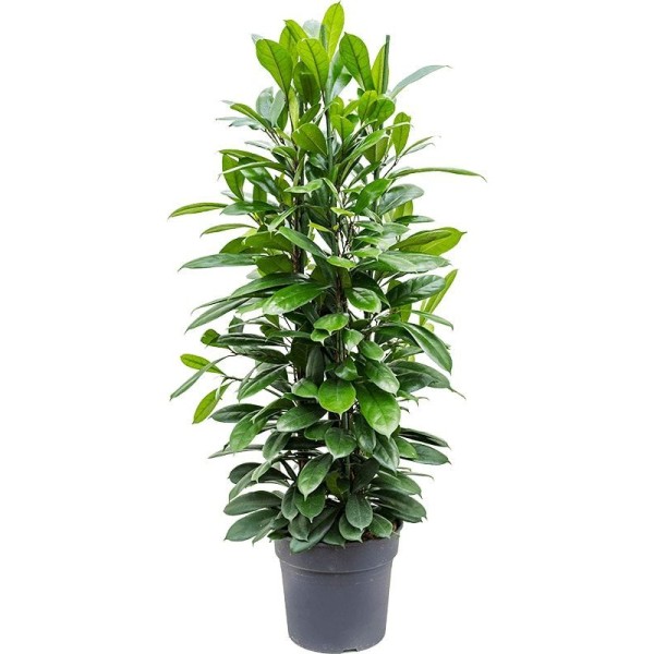 FICUS CYATHISTIPULA H105CM POT 21CM