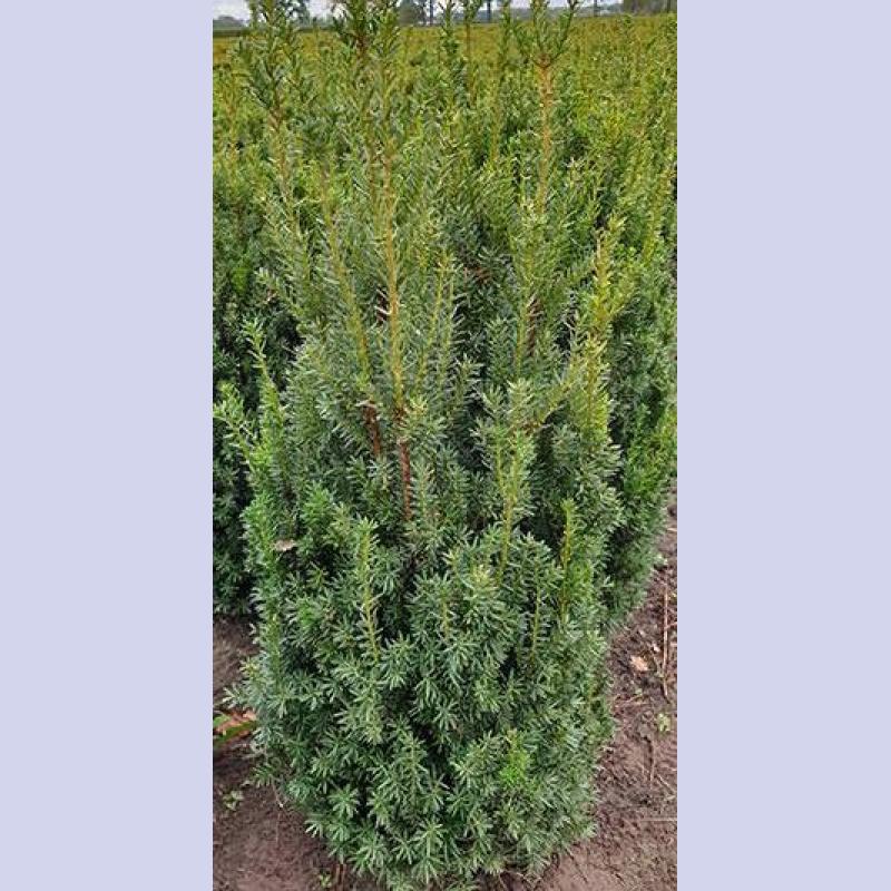 TAXUS BACCATA MEDIA HILLII C18L