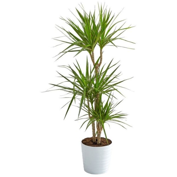 DRACAENA MARGINATA POT 24CM H 135CM