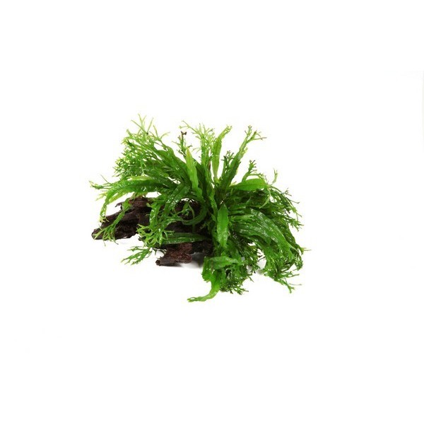 PLANTE SUR RACINE