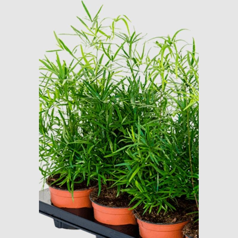 ASPARAGUS POT 13CM