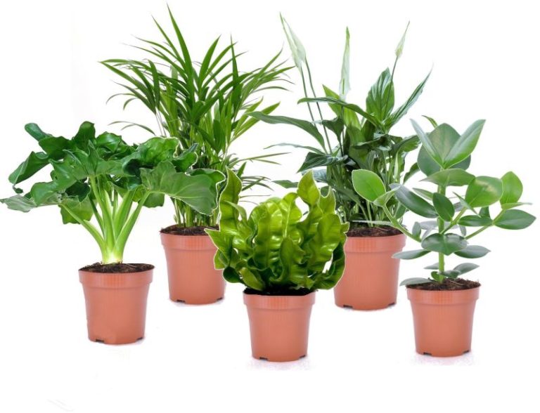 PLANTES VERTES MIX POT8.5CM