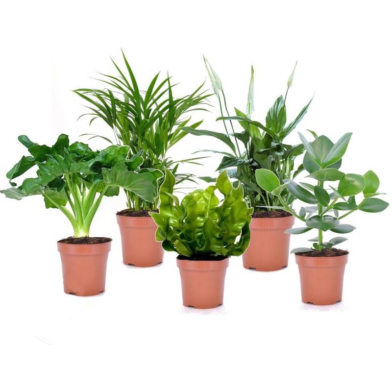 PLANTES VERTES MIX POT8.5CM
