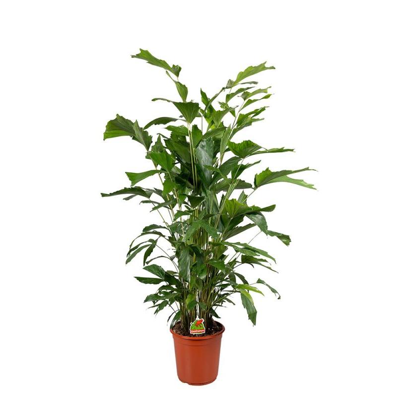 CARYOTA MITIS POT 19CM