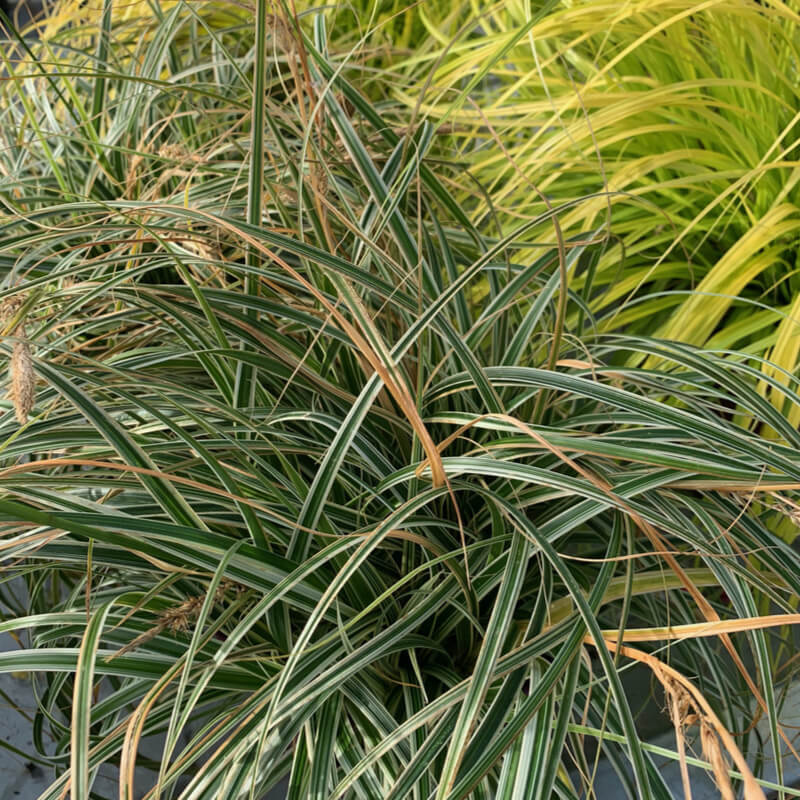 CAREX mix POT 17CM