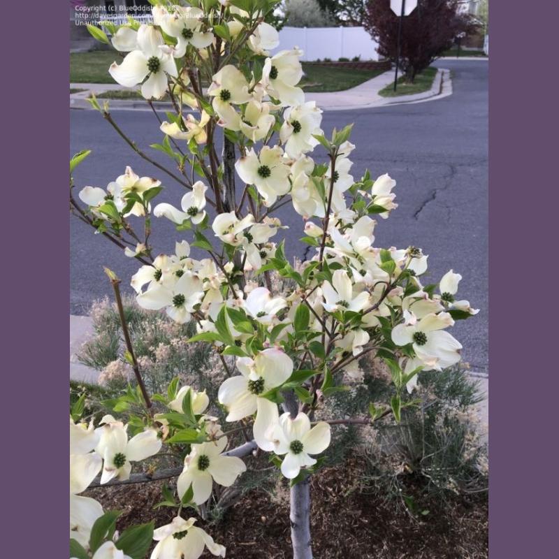CORNUS FLORIDA C 15 80/100