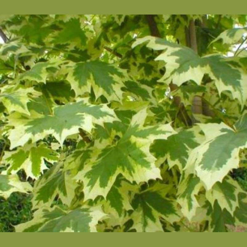 ACER PLATANOIDES C25L 8/10 TIGE