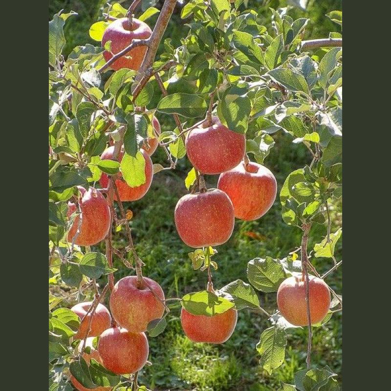 POMMIER MALUS FUJI C10 L DEMI TIGE