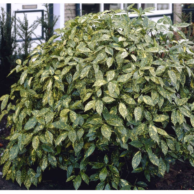 AUCUBA JAPONICA POT 10.5 CM